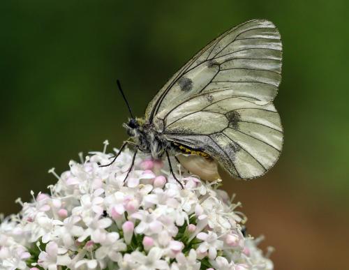 Parnassius mnemosyne