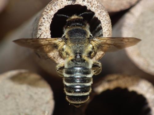 Réf. 146 388 : Megachile ericetorum