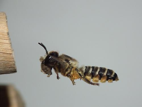 Réf. 146 389 : Megachile ericetorum