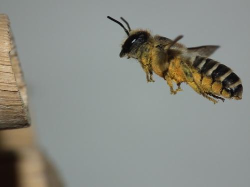Réf. 146 390 : Megachile ericetorum