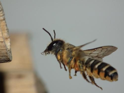 Réf. 146 391 : Megachile ericetorum