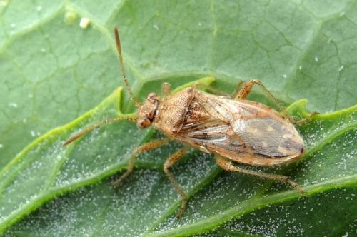Réf. 146 713 : Rhopalus parumpunctatus