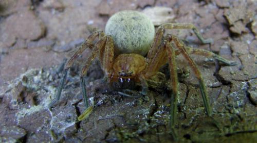 Olios argelasius