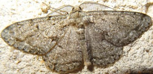 Réf. 146 324 : Hypomecis roboraria