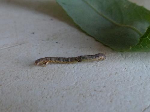 Epione repandaria