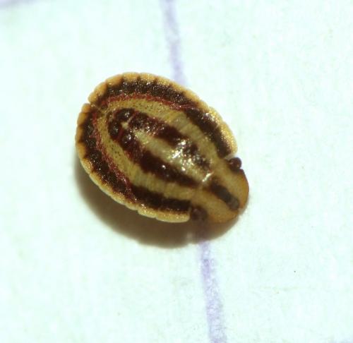 Sciocoris sulcatus