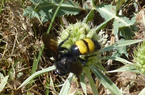 Scolia hirta
