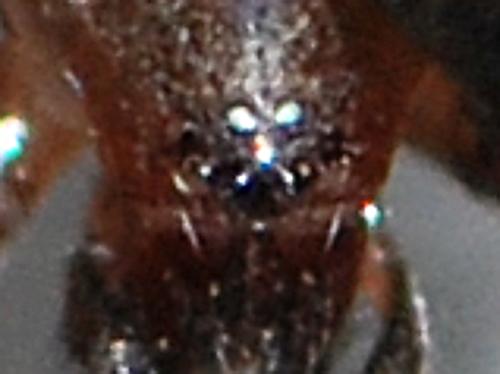 Scotophaeus sp.