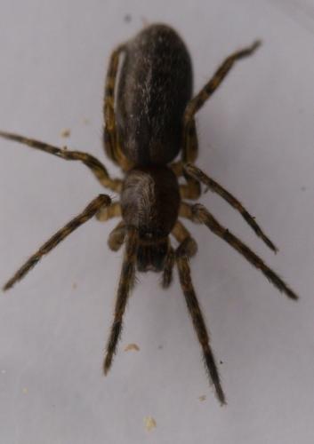 Segestria bavarica