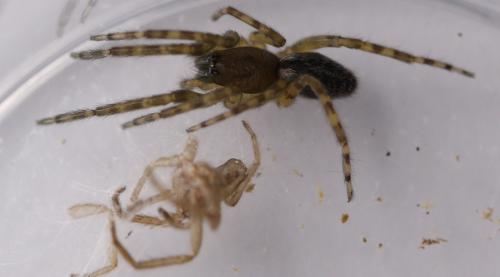 Segestria bavarica