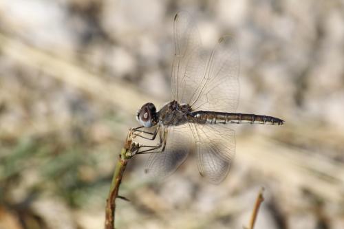 Selysiothemis nigra