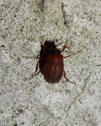 Serica brunnea