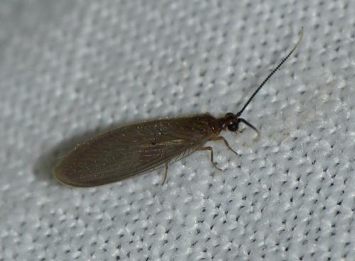 Sisyra terminalis