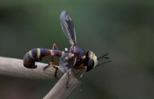 Physocephala sp.