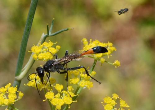 Ammophila sabulosa