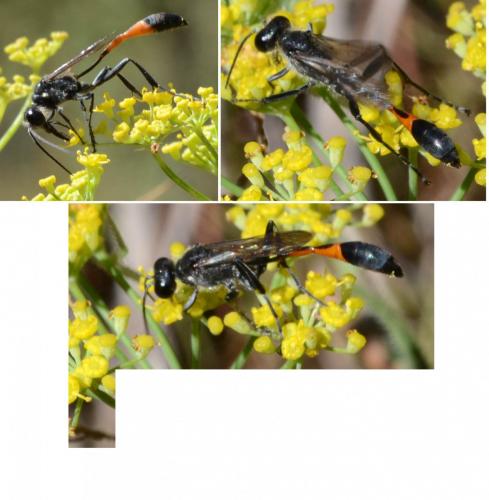 Ammophila sabulosa