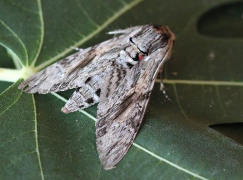 Réf. 146 539 : Agrius convolvuli