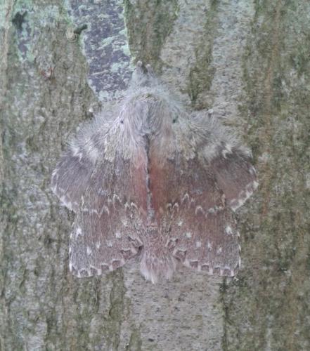 Stauropus fagi