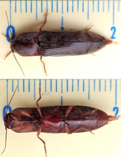 Stenagostus rhombeus
