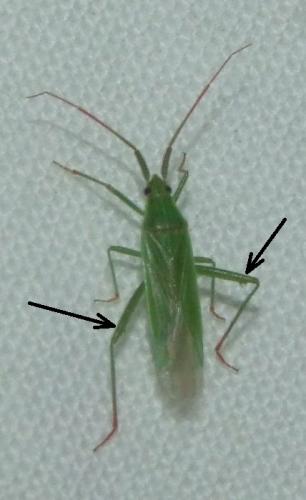 Réf. 146 694 : Stenodema calcarata
