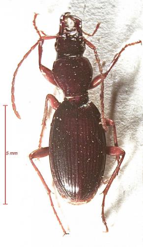 Réf. 146 897 : Stomis elegans
