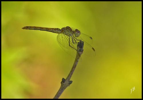 Réf. 146 590 : Sympetrum meridionale