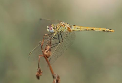 Réf. 146 431 : Sympetrum fonscolombii