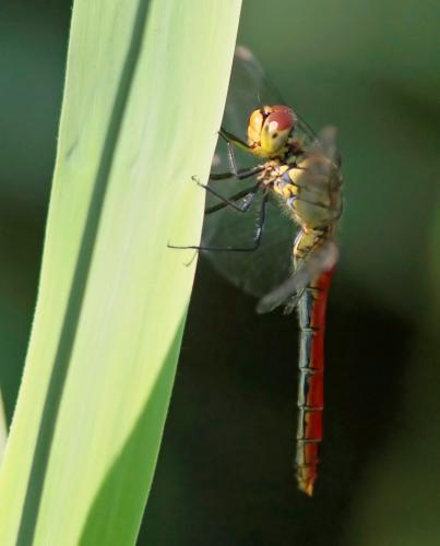Sympetrum sanguineum