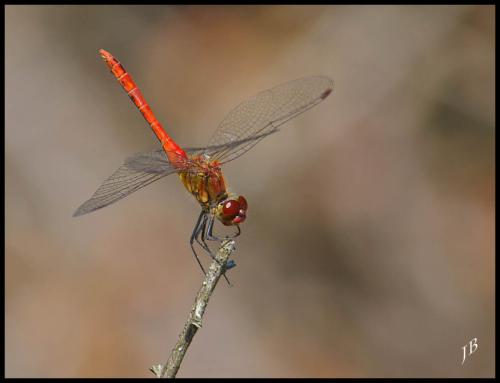Sympetrum sanguineum
