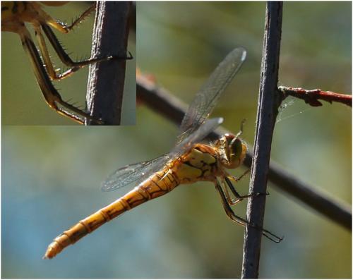 Sympetrum striolatum