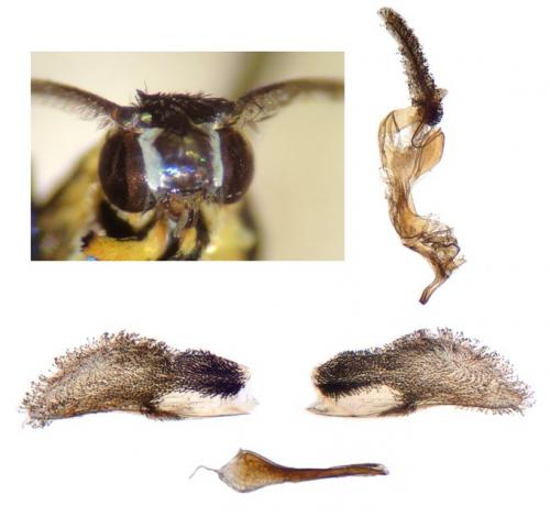 Réf. 146 175 : Synanthedon spuleri
