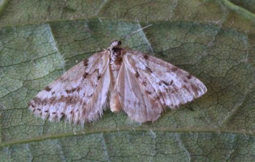 Tephronia oranaria