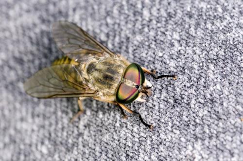 Réf. 146 735 : Tabanus bromius