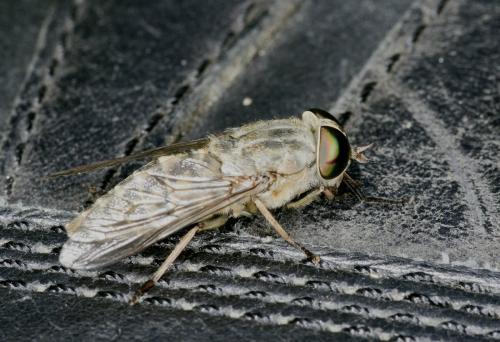 Réf. 146 834 : Tabanus bromius
