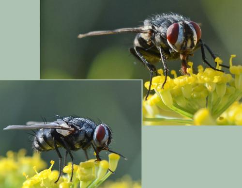 Billaea sp.