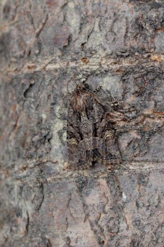 Mesapamea sp.