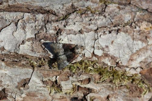 Réf. 146 893 : Mesoligia furuncula