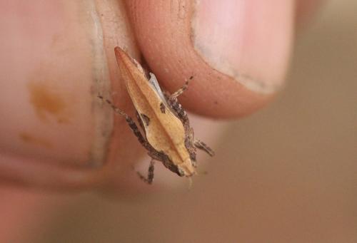 Tetrix undulata