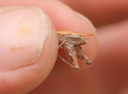 Tetrix undulata