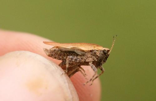 Tetrix undulata