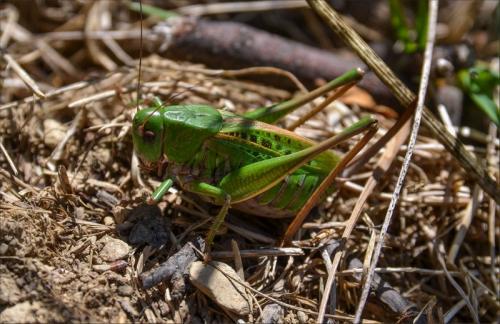 Réf. 146 951 : Decticus verrucivorus verrucivorus
