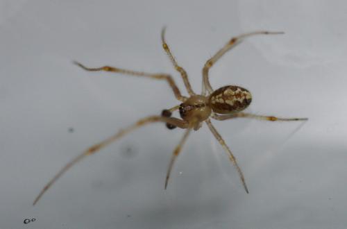 Theridion varians