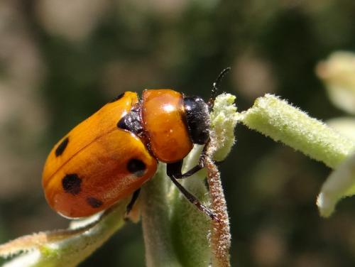Réf. 146 487 : Tituboea sexmaculata