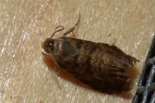 Réf. 146 664 : Grapholita janthinana