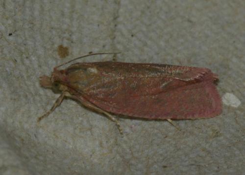 Réf. 146 828 : Celypha rosaceana
