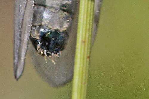 Oligotricha striata