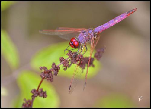 Réf. 146 221 : Trithemis annulata