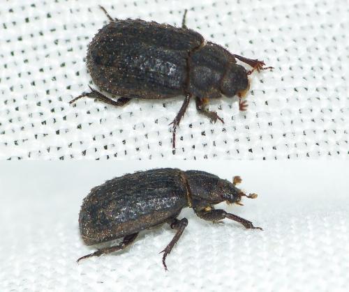 Trox scaber