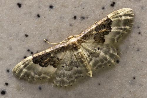 Réf. 146 024 : Idaea rusticata