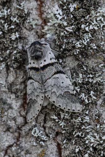Furcula bifida